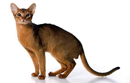Кошки абиссинской породы: фото царских кошек