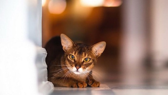 Кошки абиссинской породы: фото царских кошек