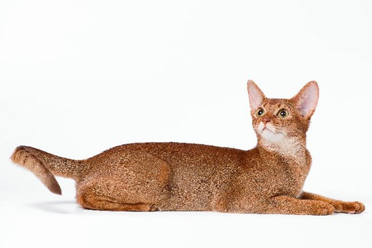 Кошки абиссинской породы: фото царских кошек