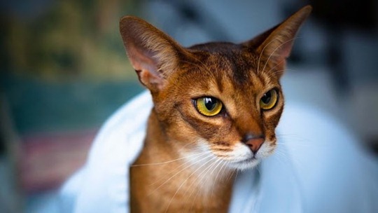 Кошки абиссинской породы: фото царских кошек