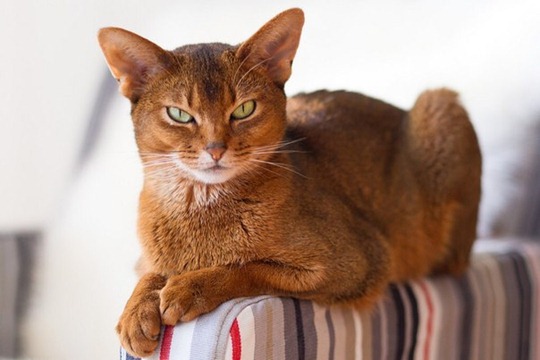 Кошки абиссинской породы: фото царских кошек