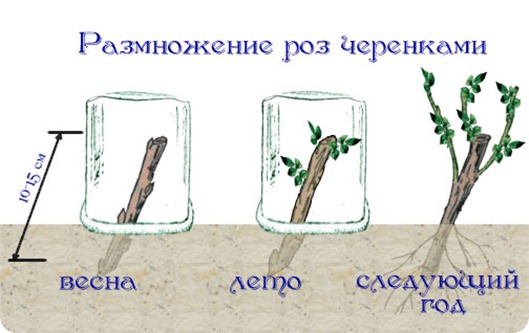 розы, уход и выращивание