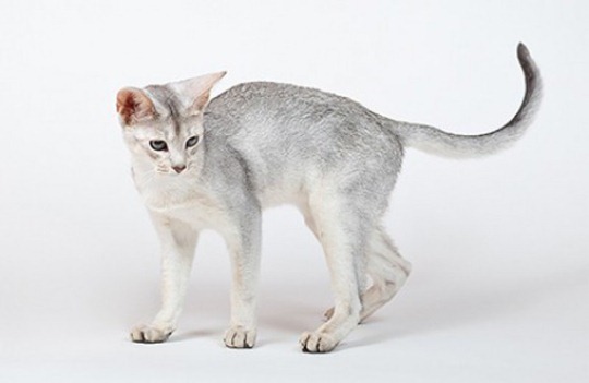 Кошки абиссинской породы: фото царских кошек