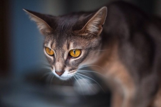 Кошки абиссинской породы: фото царских кошек