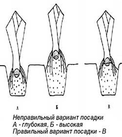 уход и посадка ирисов