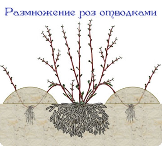 розы, уход и выращивание