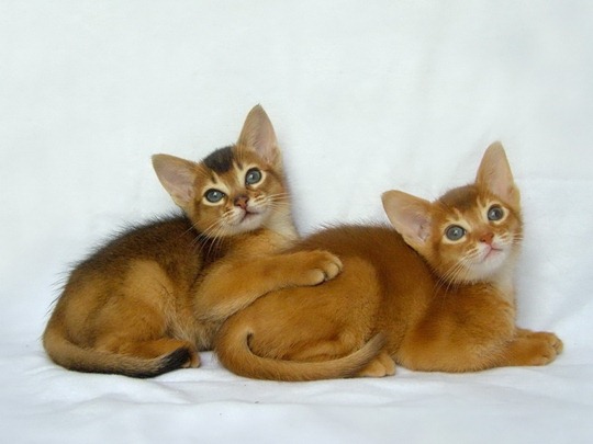 Кошки абиссинской породы: фото царских кошек