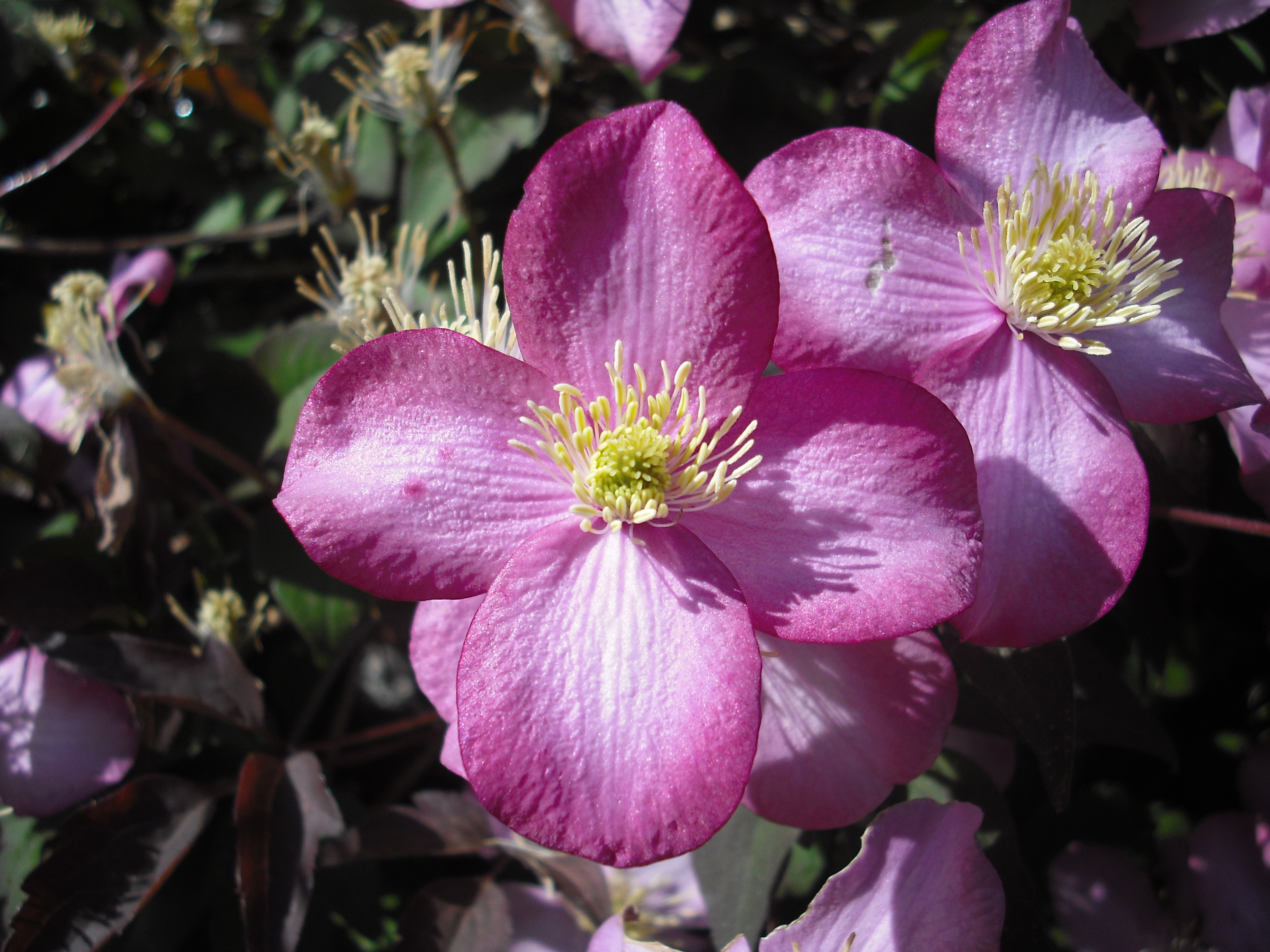 Clematis Rubens