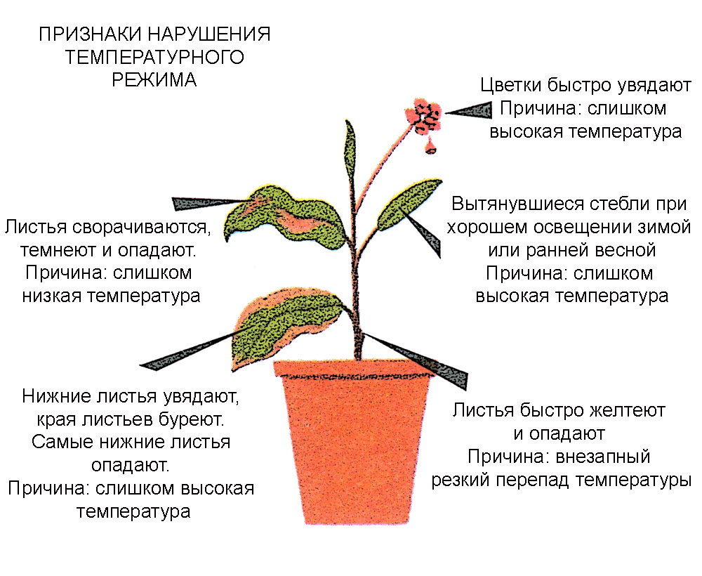 Признаки нарушения температурного режима