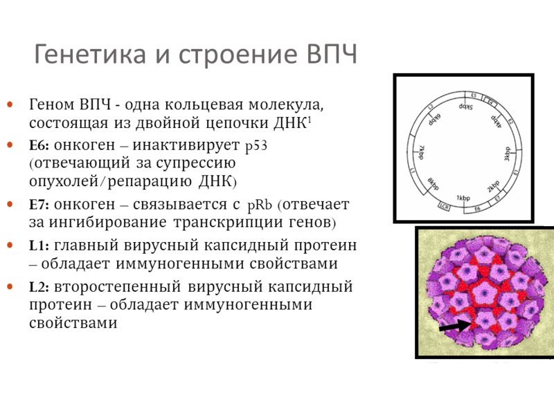 Строение ВПЧ