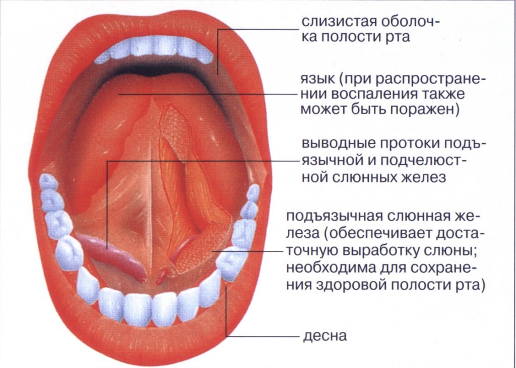 Строение рта