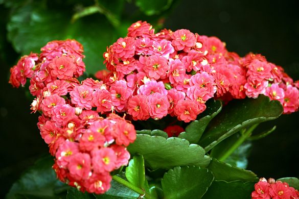 Каланхоэ