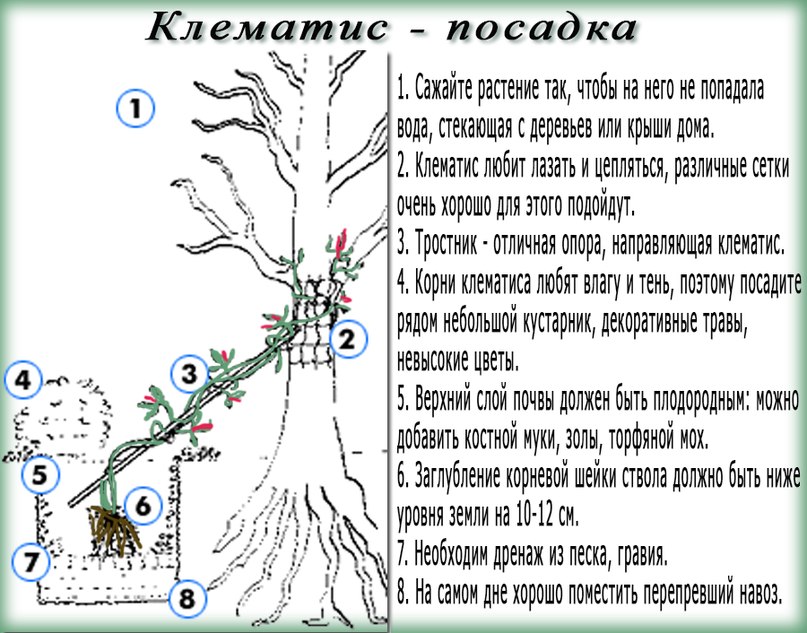 Клематис - посадка