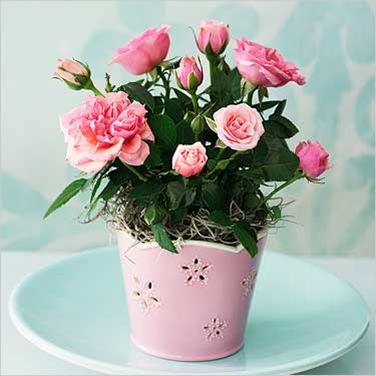 rosa1_1Комнатное растение роза